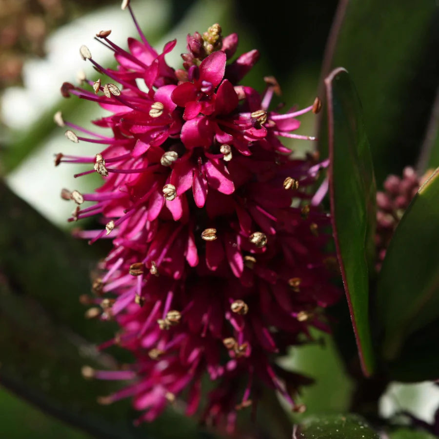 Rare Hebe Speciosa Magenta and Blue Combo Flowering Live Plants