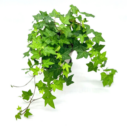 Hedera Helix (English Ivy) Indoor / Outdoor Live Plant