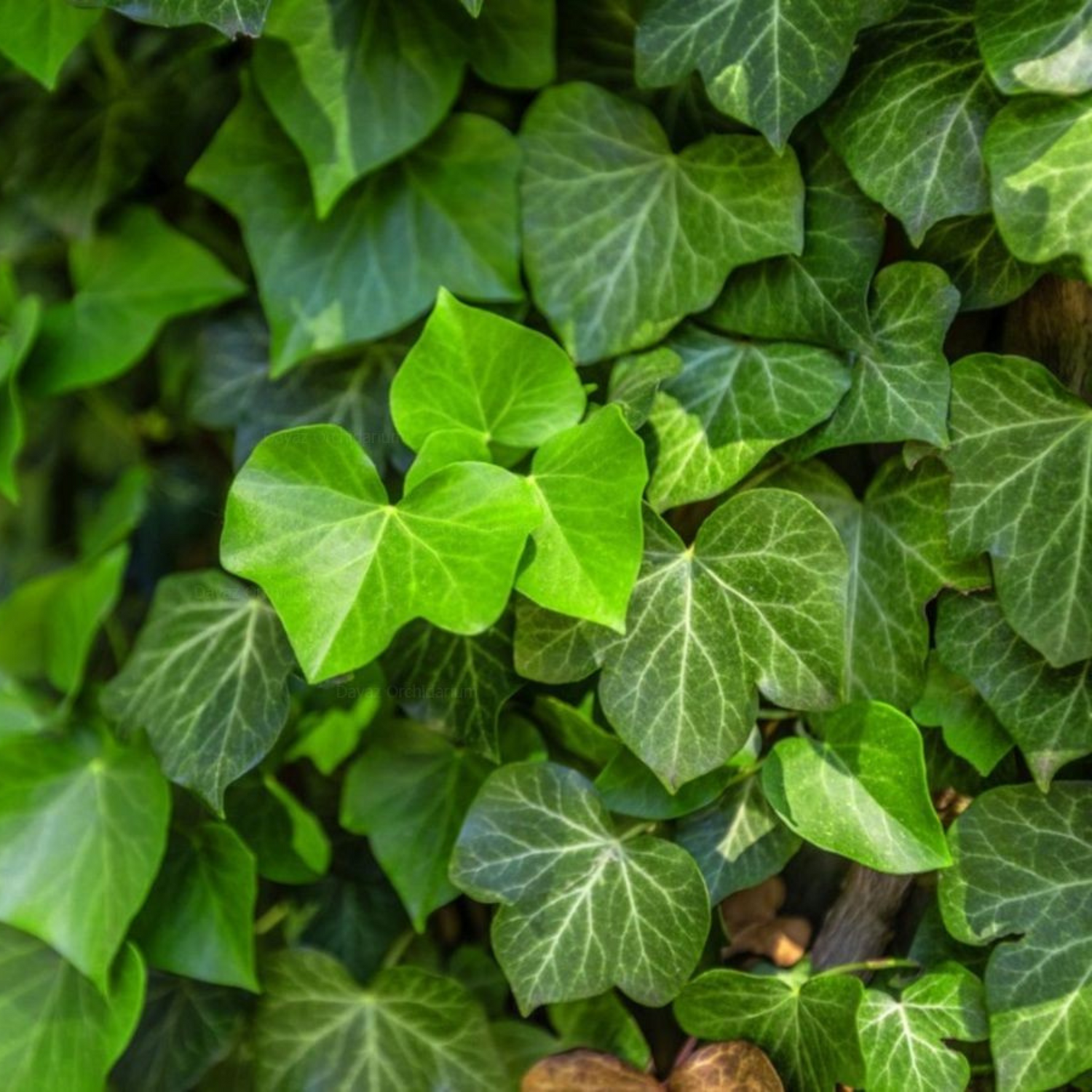 Hedera Helix (English Ivy) Indoor / Outdoor Live Plant