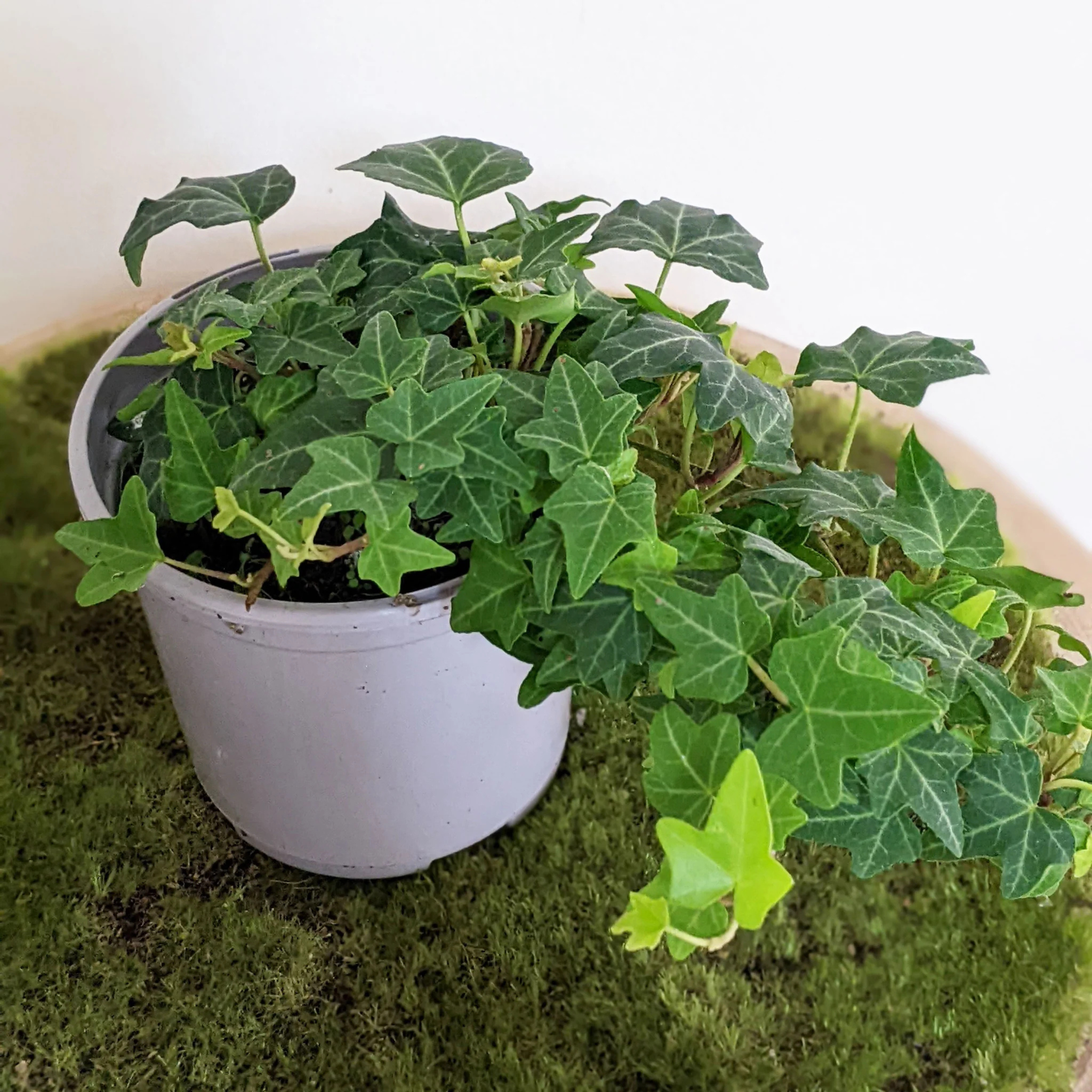 Hedera Helix (English Ivy) Indoor / Outdoor Live Plant