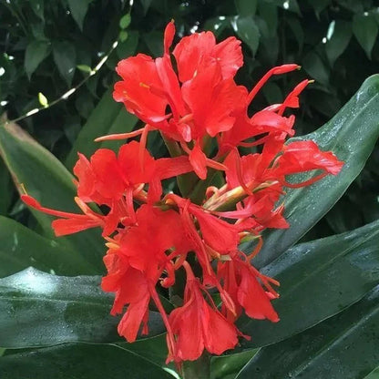 Hedychium Red Highly Fragrant All Time Flowering Rare Live Plant
