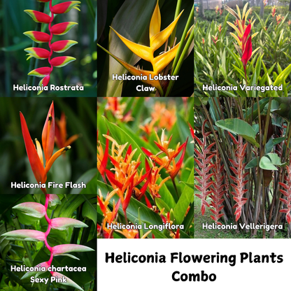 Heliconia Flowering Plants Combo