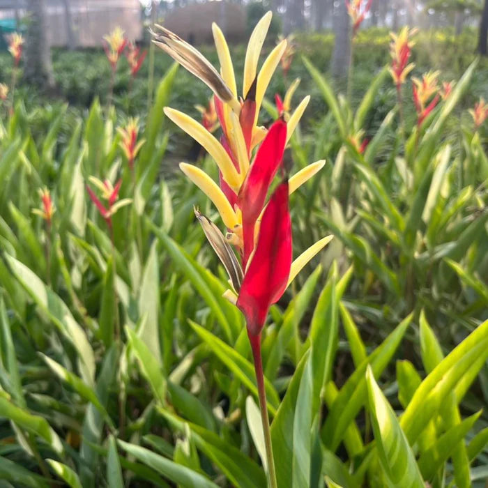 Heliconia Variegated Flowering Live Plant