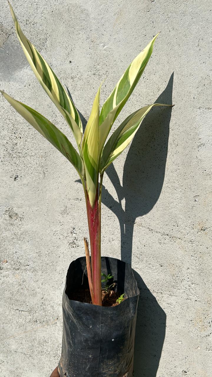 Heliconia Variegated Flowering Live Plant