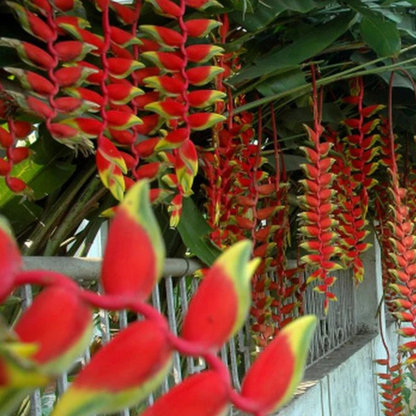 Heliconia Flowering Plants Combo