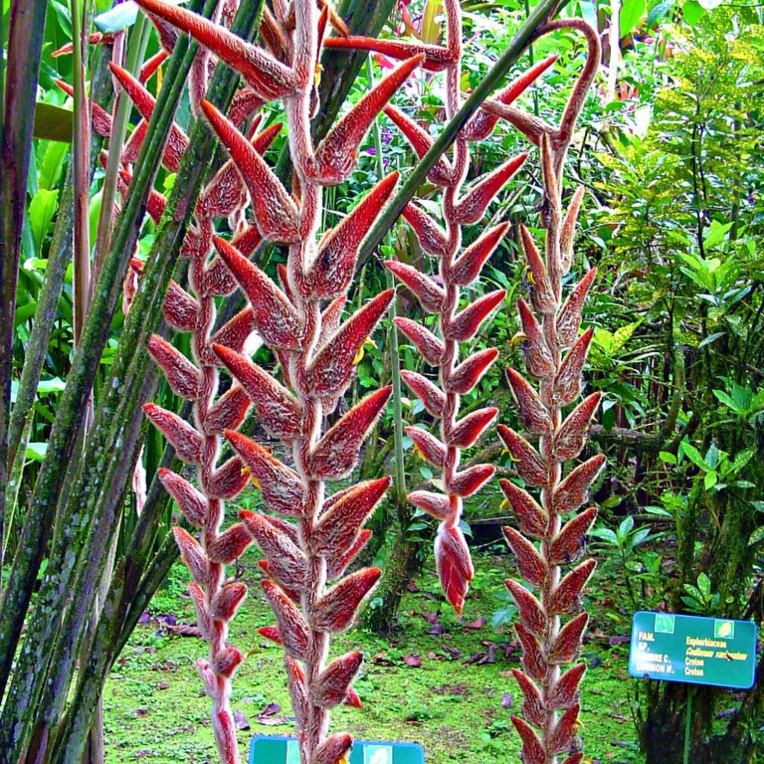 Heliconia Flowering Plants Combo