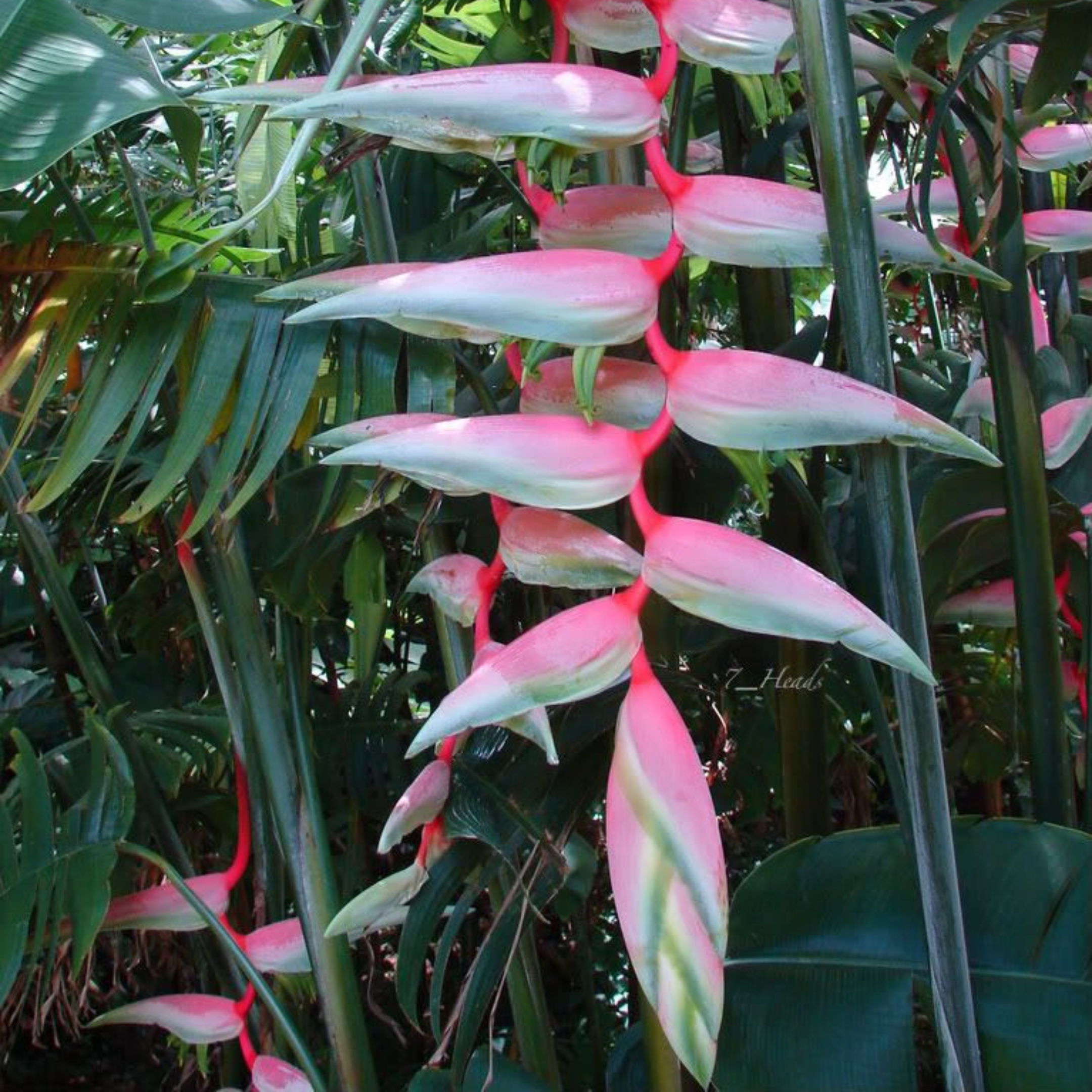 Heliconia Flowering Plants Combo