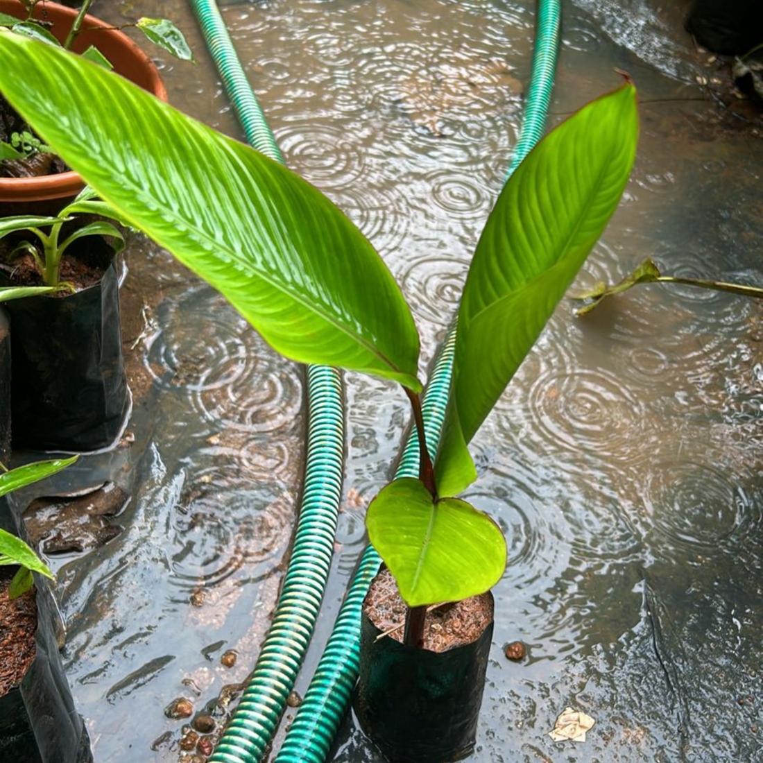 Heliconia Lobster Claw Yellow Flowering Live Plant