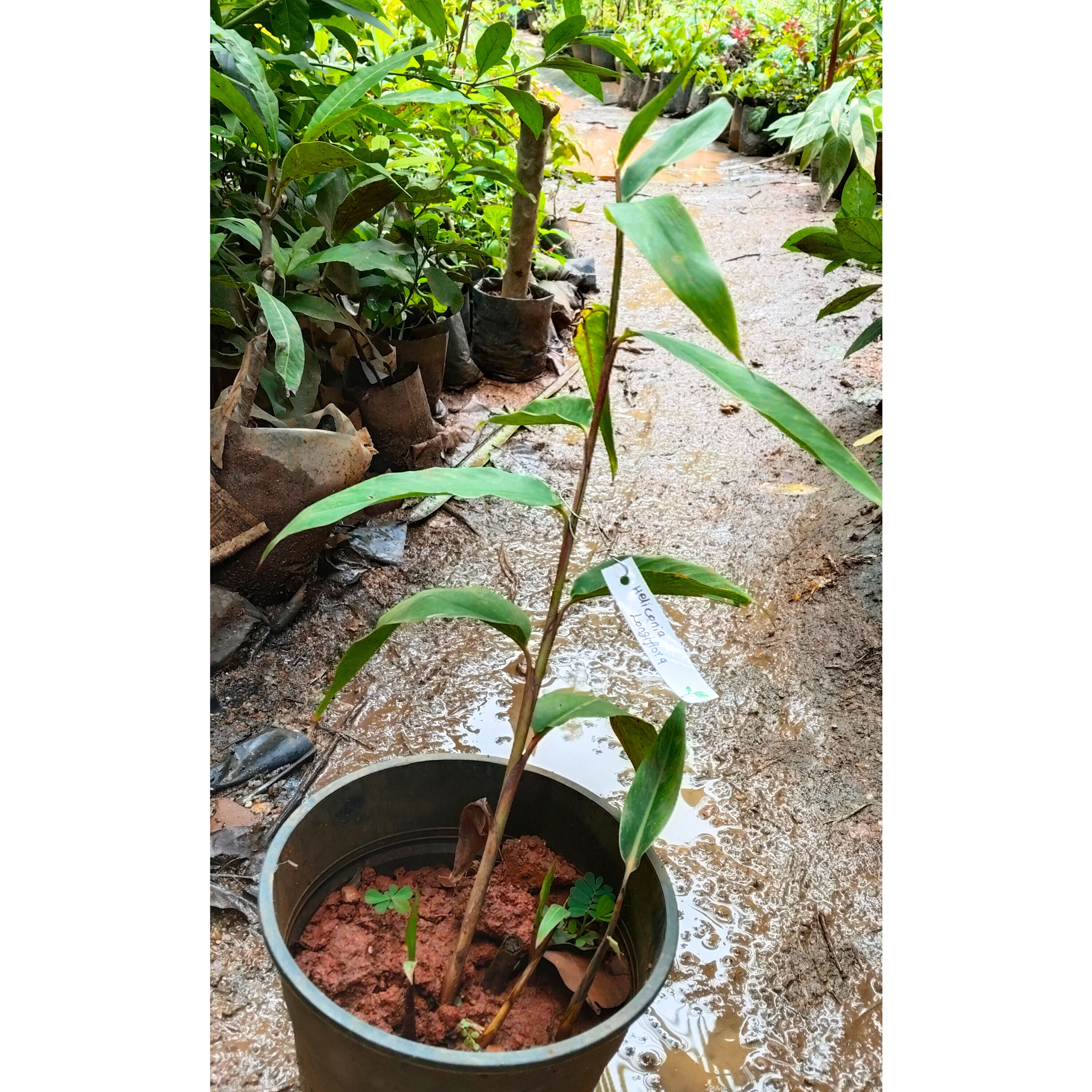 Heliconia Longiflora Flowering Live Plant