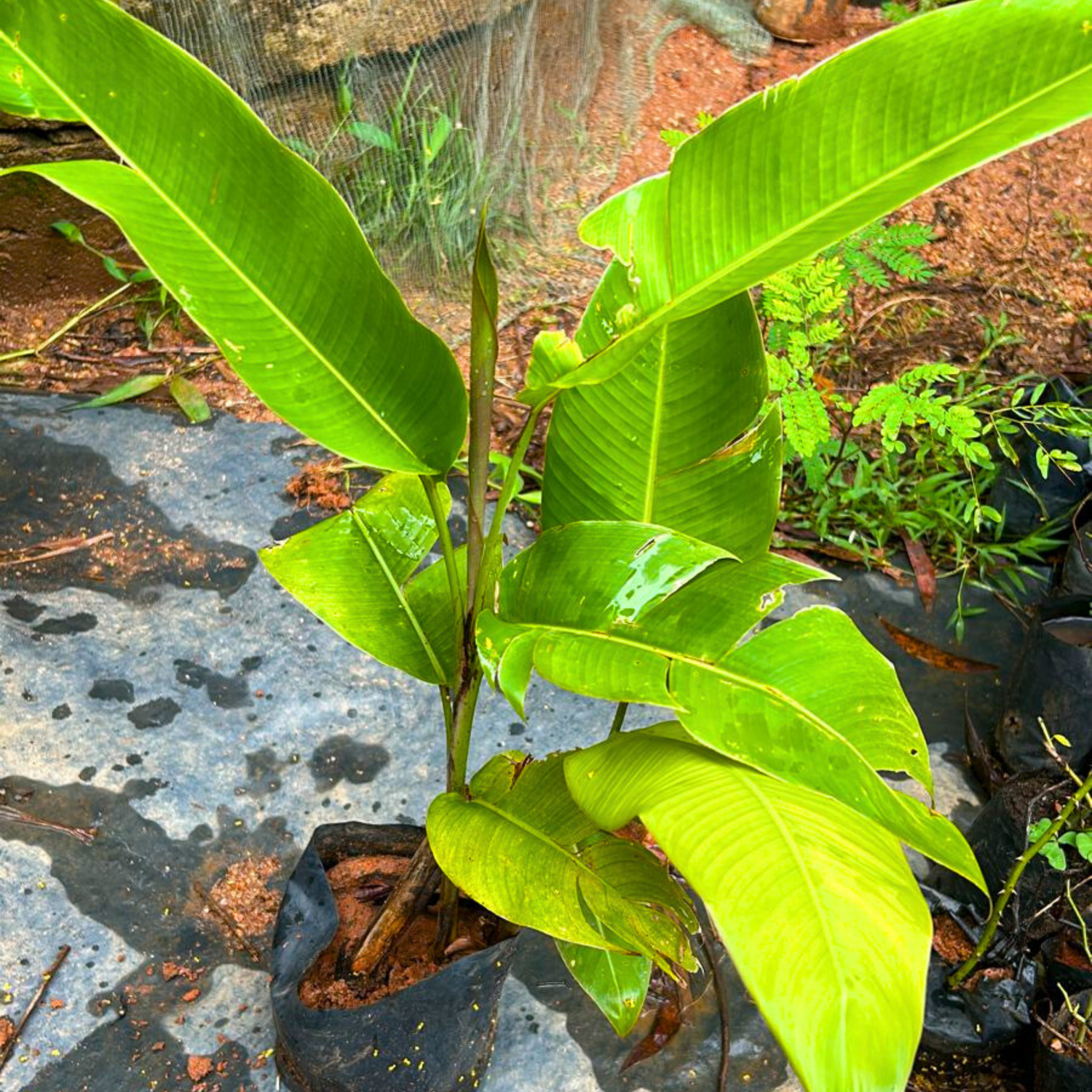 Heliconia Rostrata Flowering Live Plant