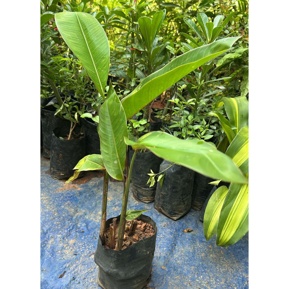 Heliconia Rostrata Flowering Live Plant