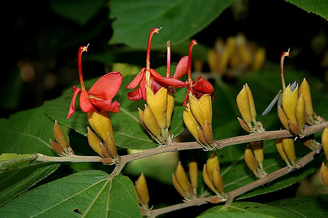 Indian Screw Tree (Helicteres isora) Live Plant
