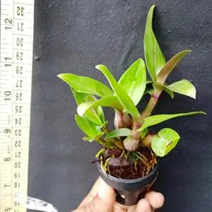 Dendrobium Hibiki (Seedling)