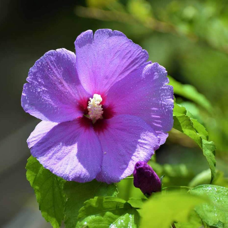 Purple Hibiscus Live Plant with Buds (Shoe Flower)