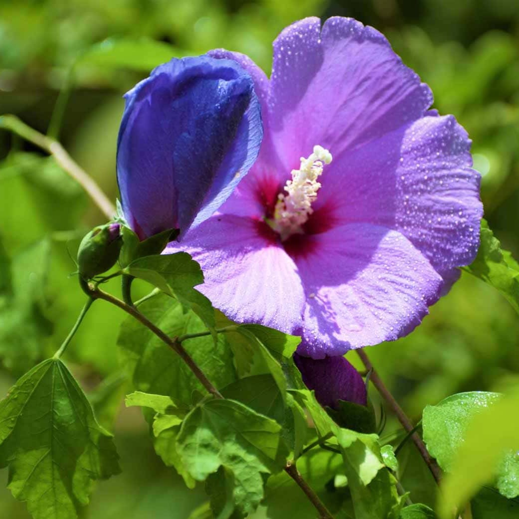 Purple Hibiscus Live Plant with Buds