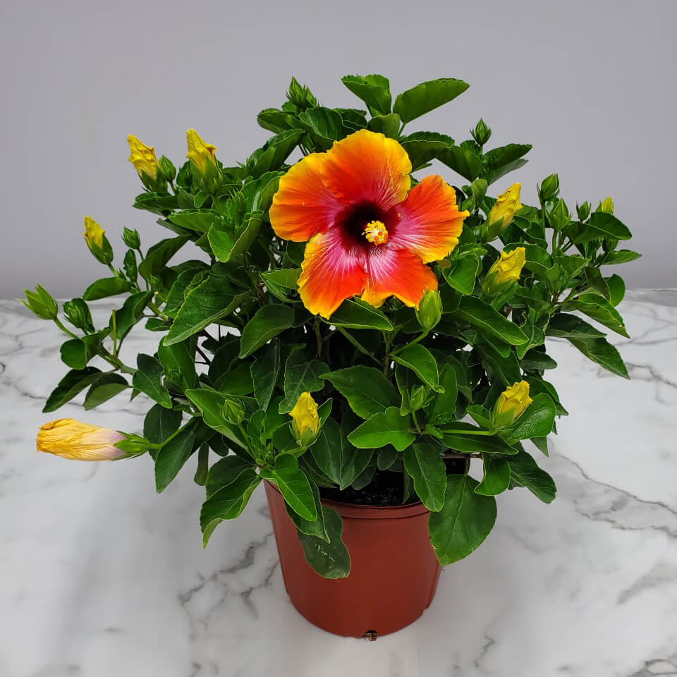 Fiesta Hibiscus All Time Flowering Live Plant with Flower