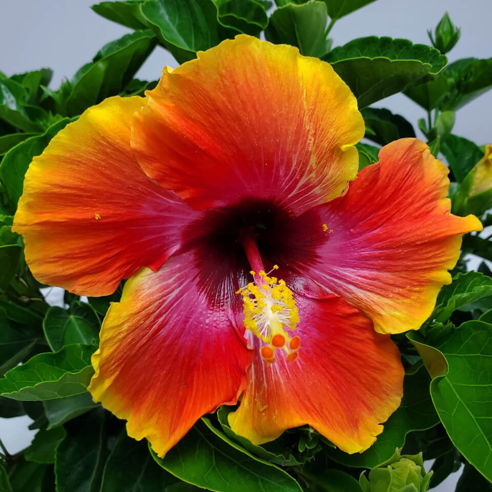 Fiesta Hibiscus All Time Flowering Live Plant with Flower Seed2Plant