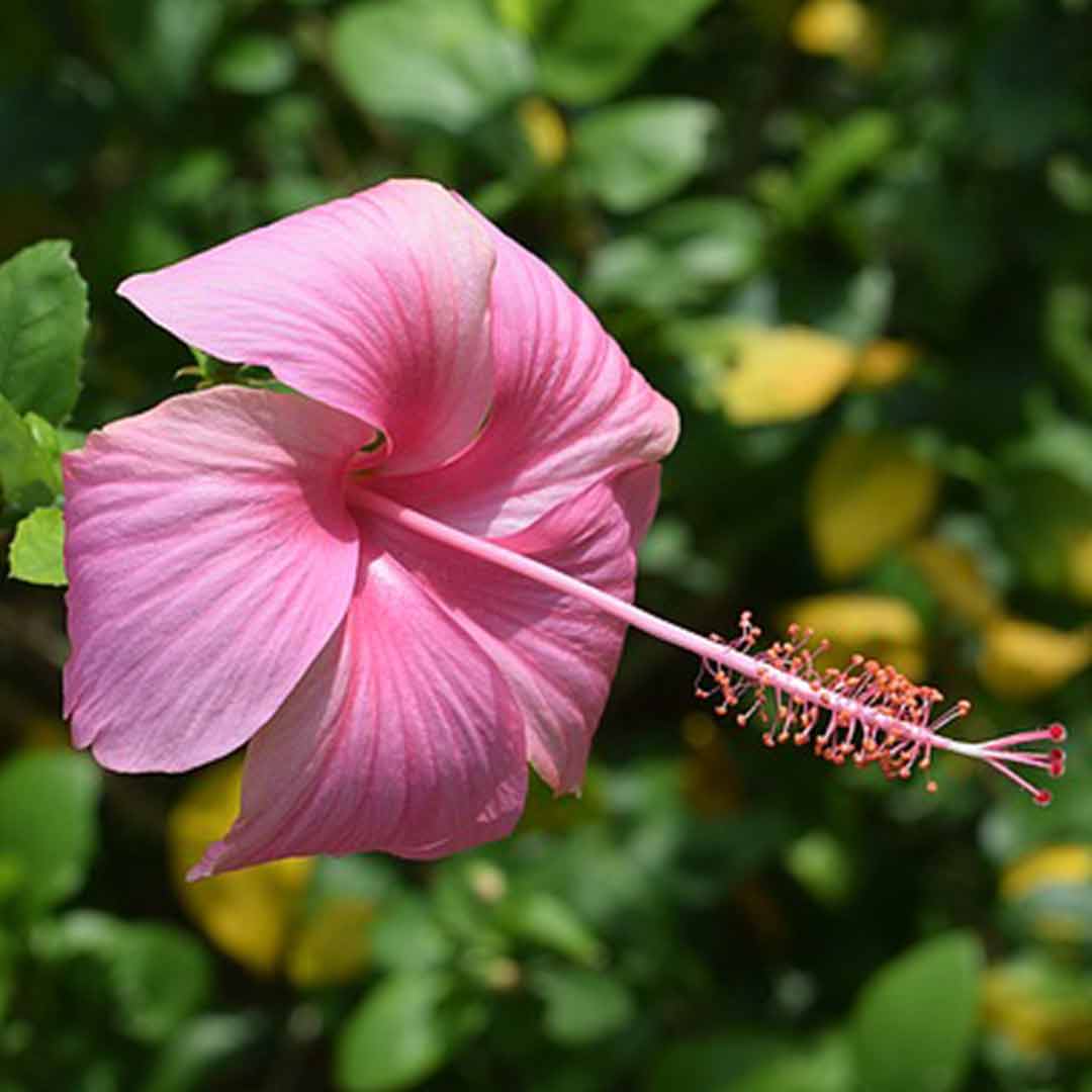 Hibiscus Light Pink Desi Flowering Live Plant