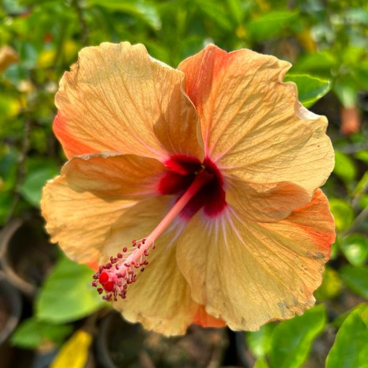 Hibiscus Orange Double Shade Hybrid Flowering Live Plant