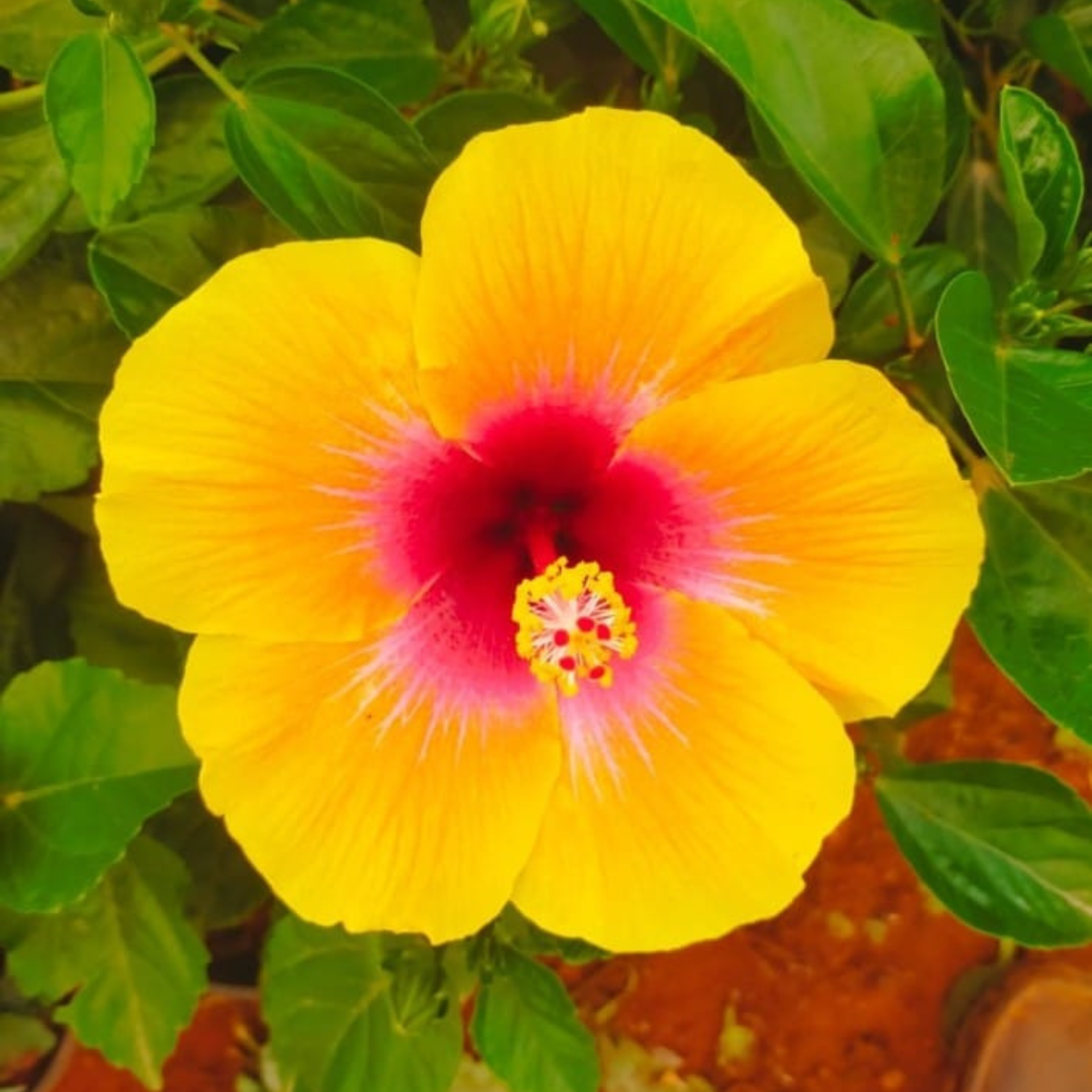 Hibiscus Yellow-Pink Core Flowering Live Plant