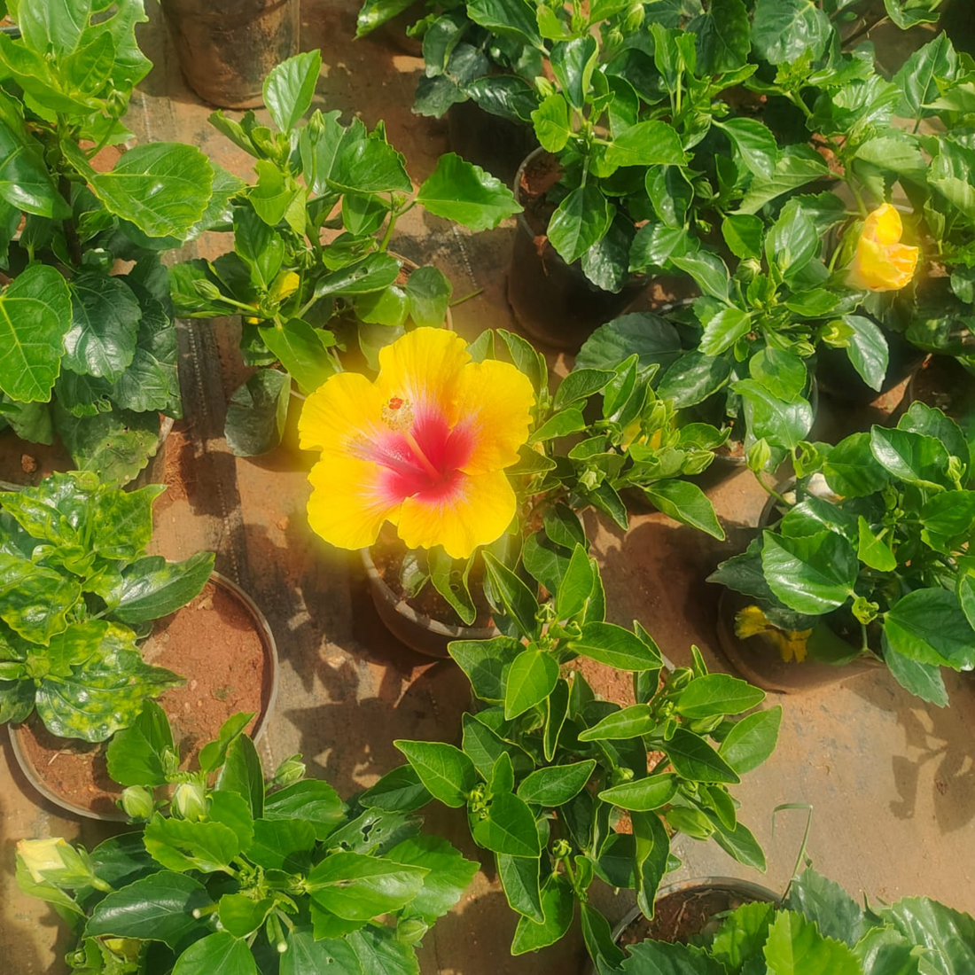 Hibiscus Yellow-Pink Core Flowering Live Plant