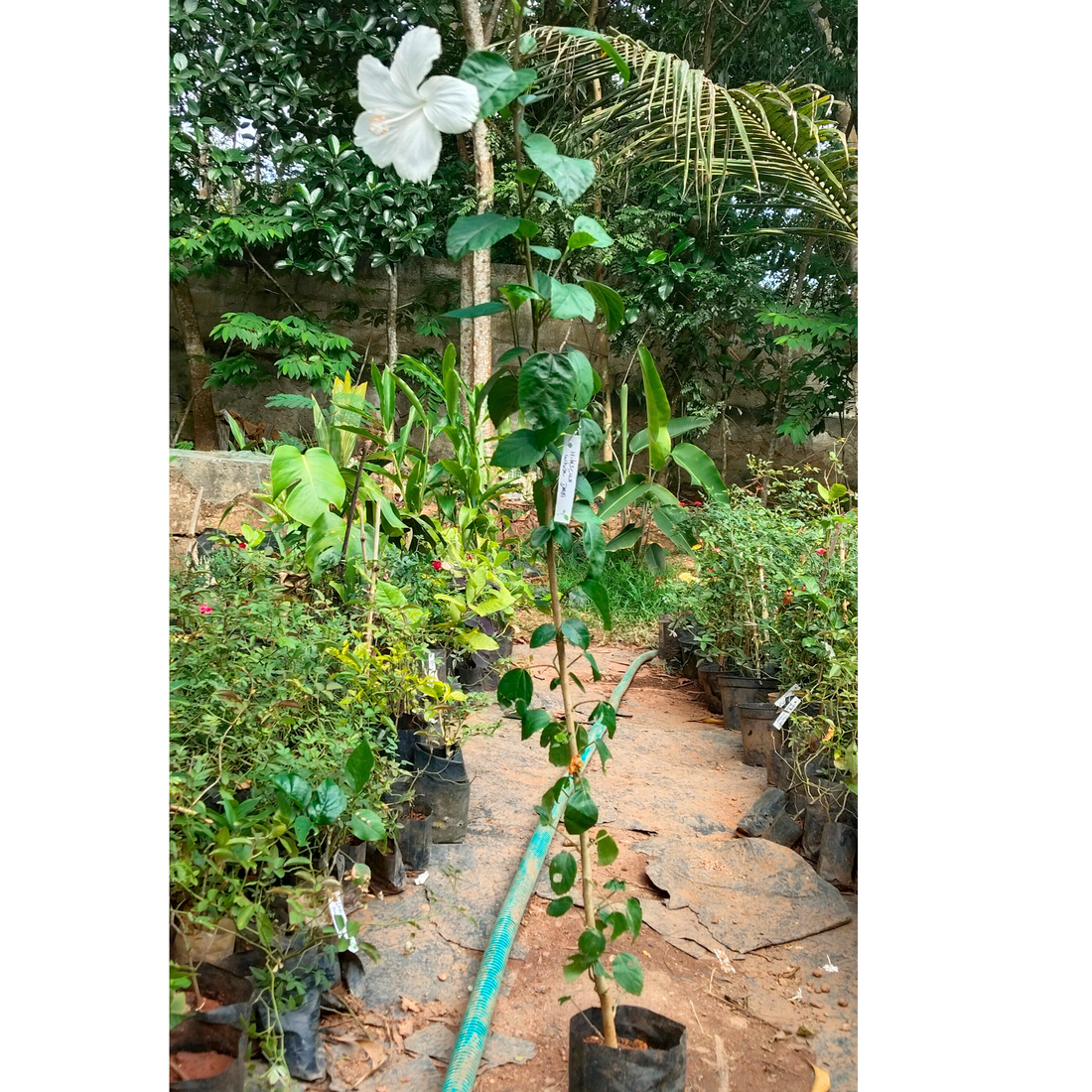 Hibiscus White Desi - Flowering Plant