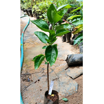 Hibiscus White Hybrid - Flowering Plant