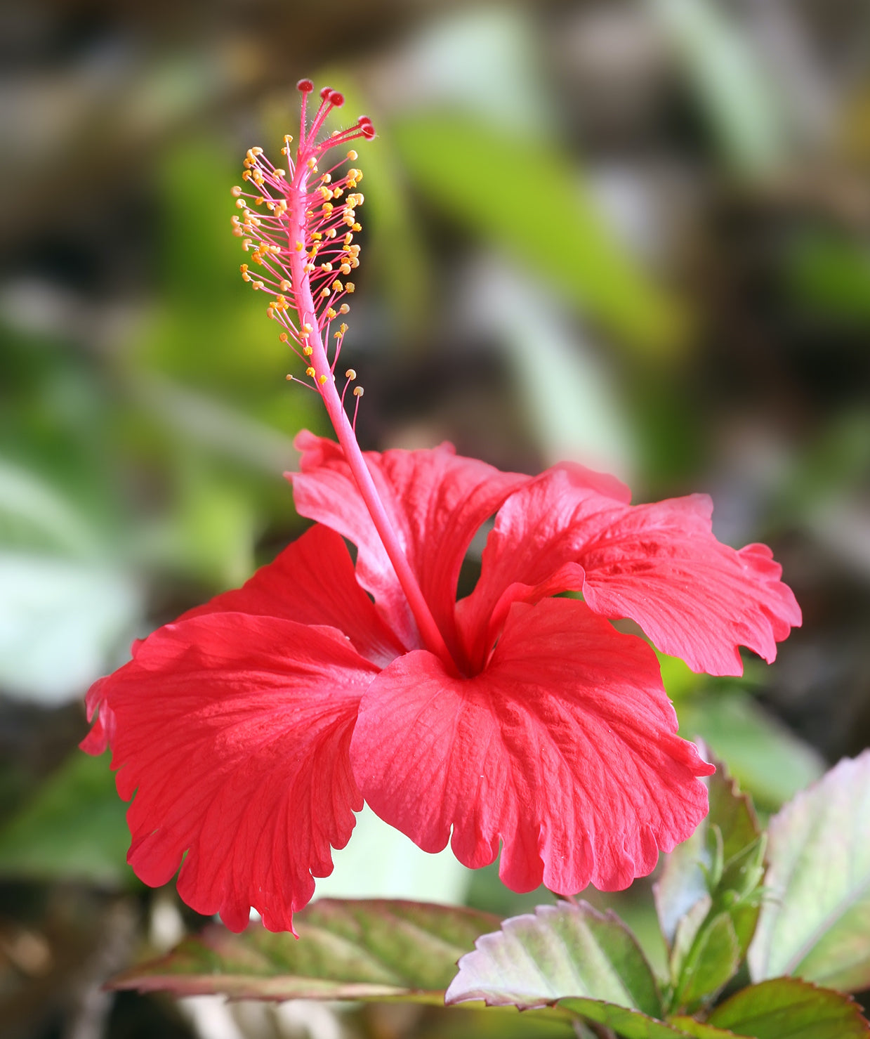 Hibiscus Red Desi Flowering Live Plant