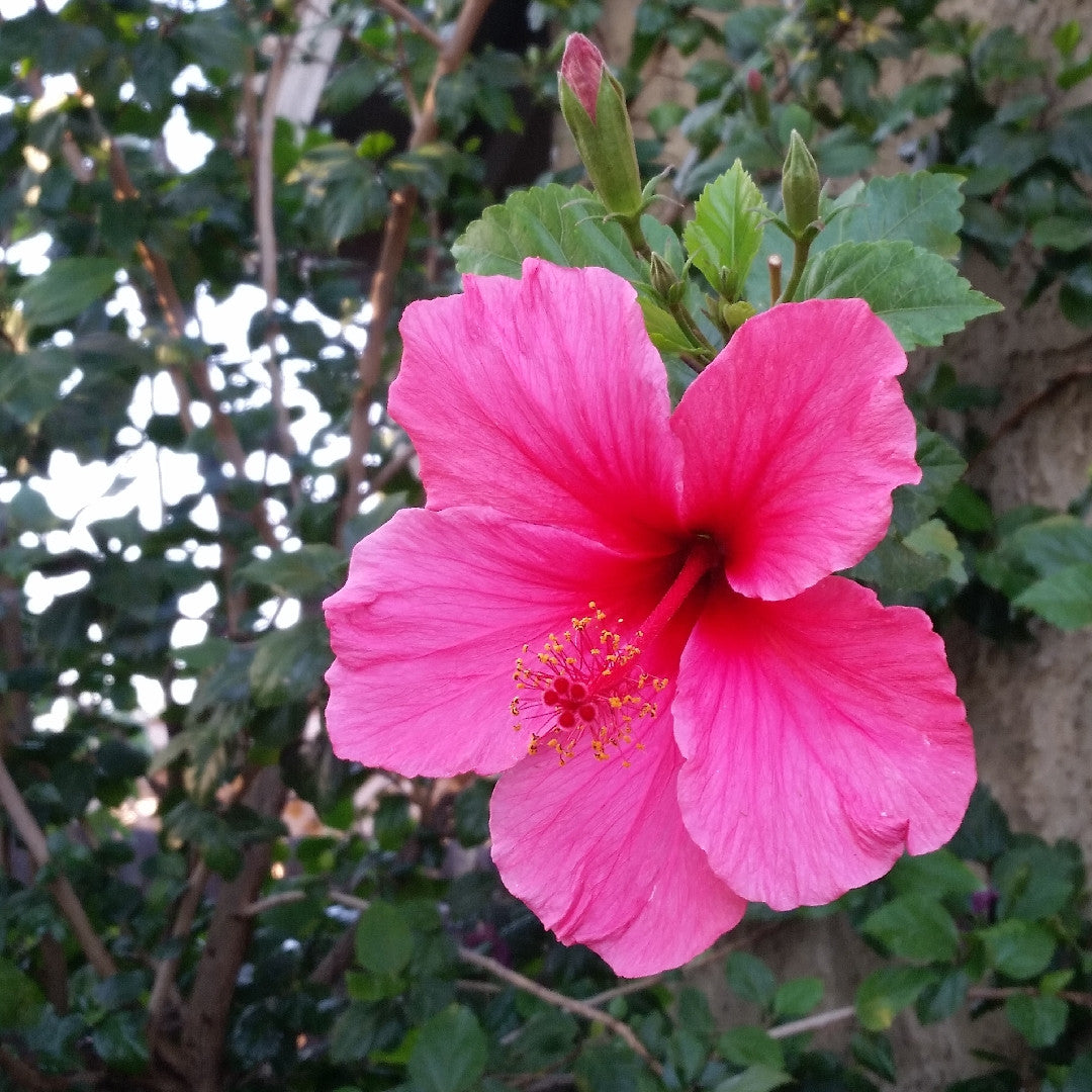 Hibiscus Pink Hybrid All Time Flowering Live Plant