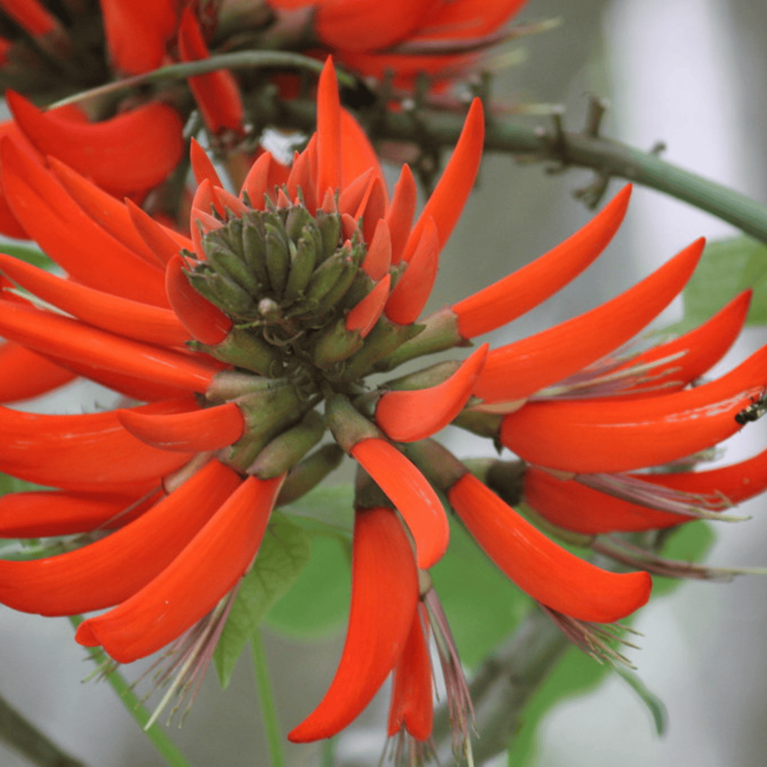 Himalayan Coral Tree (Erythrina arborescens) Flowering Live Plant