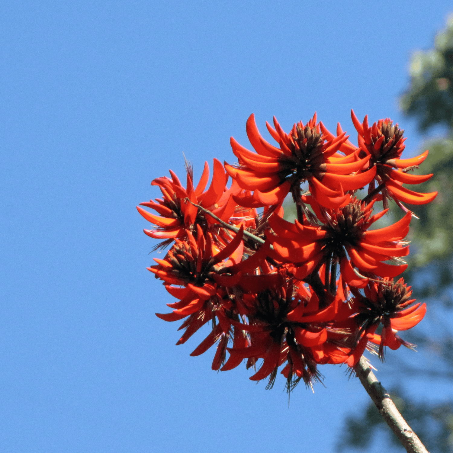 Himalayan Coral Tree (Erythrina arborescens) Flowering Live Plant