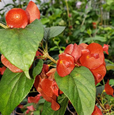 Red Chinese Hat (Holmskioldia Sanguinea) Flowering Live Plant – Seed2Plant