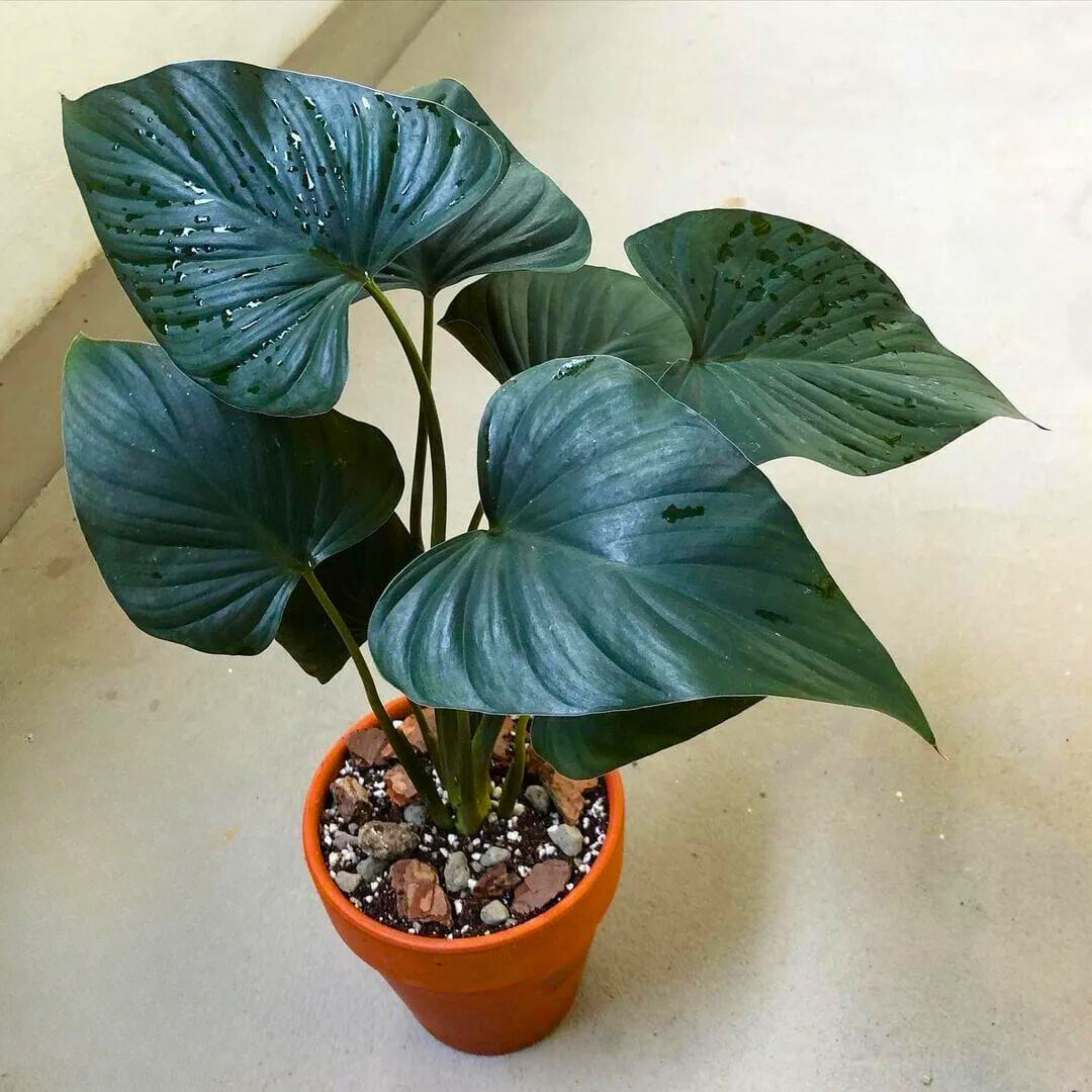 Homalomena Black Indoor / Outdoor Live Plant