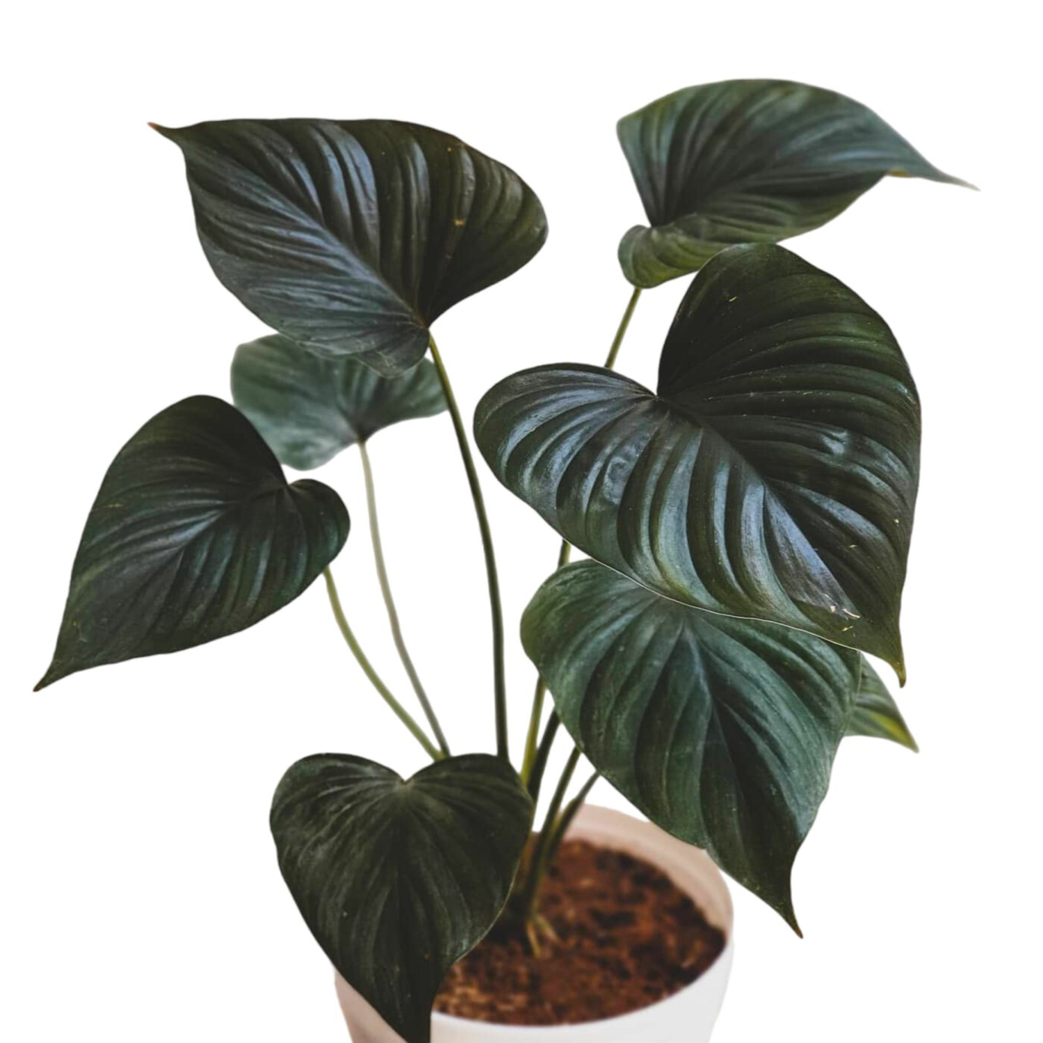 Homalomena Black Indoor / Outdoor Live Plant