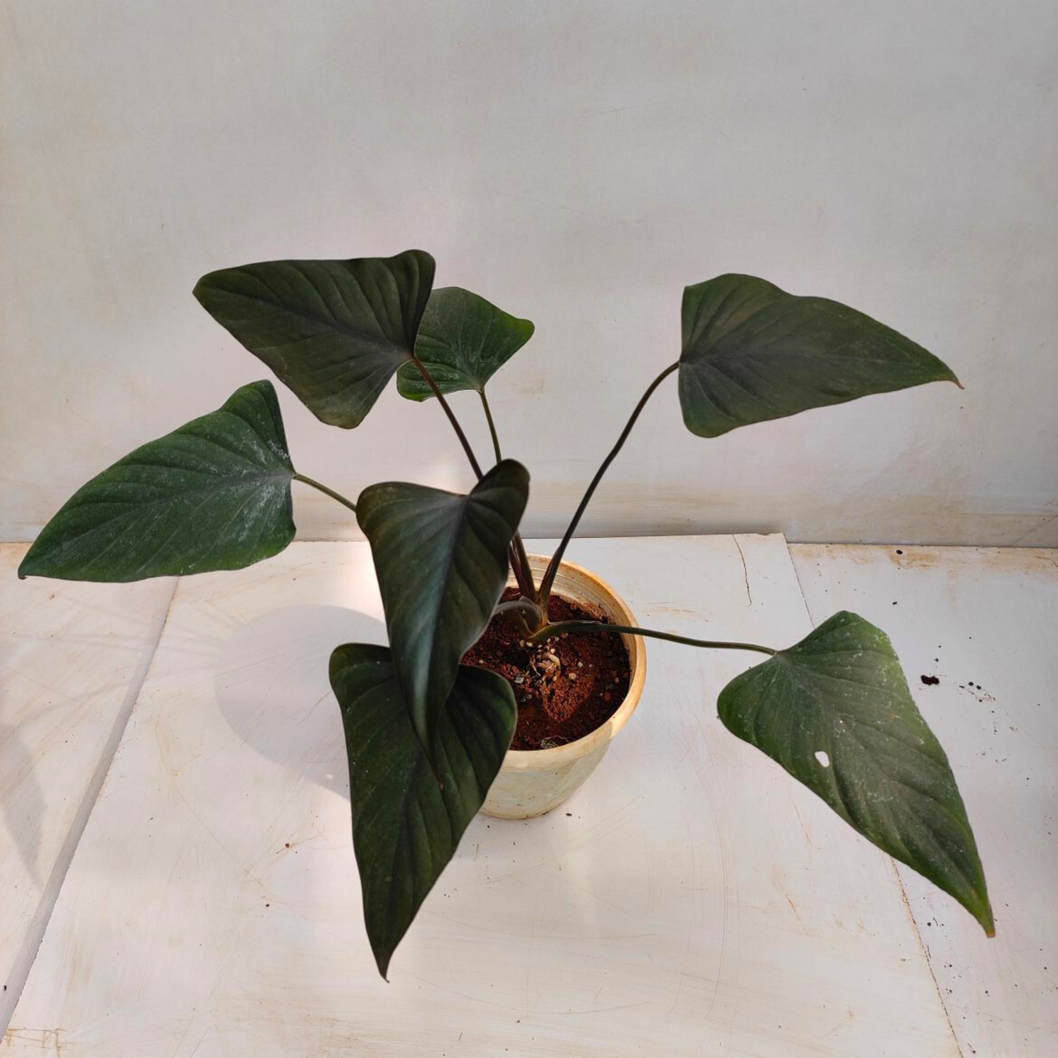 Homalomena Black Indoor / Outdoor Live Plant