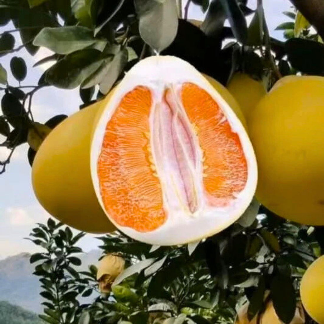 Honey Pomelo (Citrus maxima) Live Plant