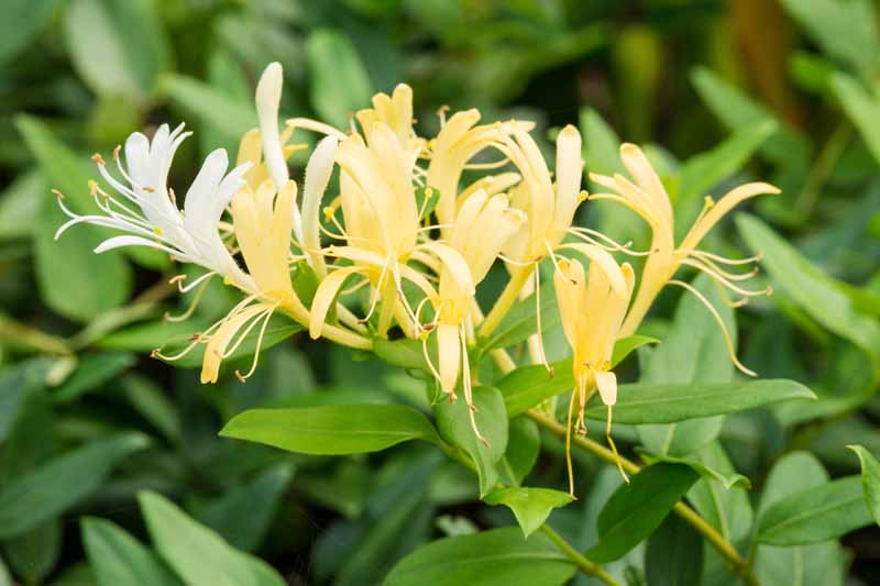 Honeysuckle (Madhumathi) Flowering Live Plant