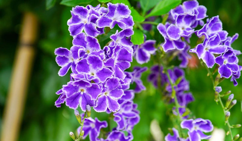 Duranta Erecta Purple Flower with Green Leaves Ornamental Live Plant