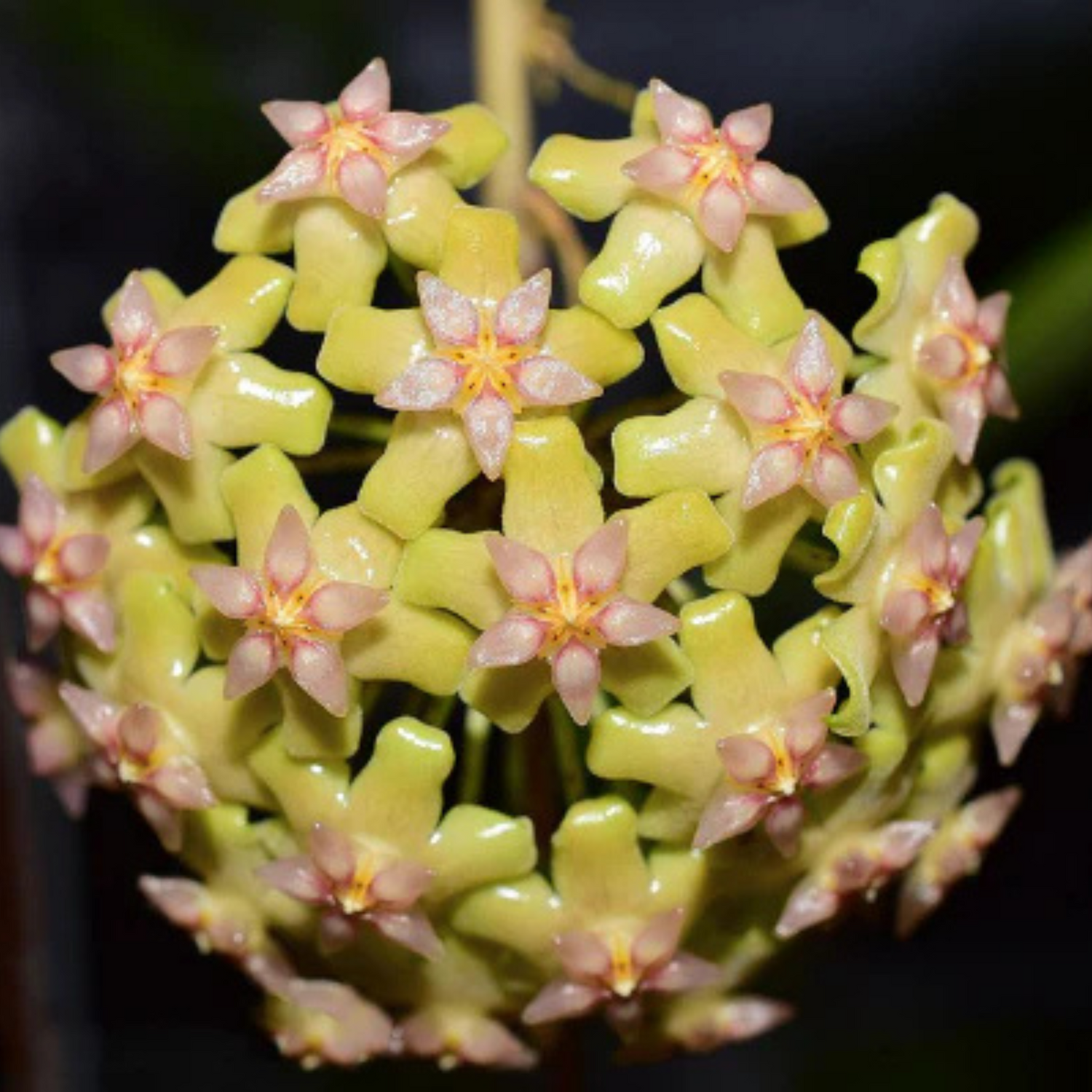 Hoya Biakensis Splash