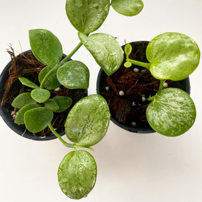 Hoya Biakensis Splash