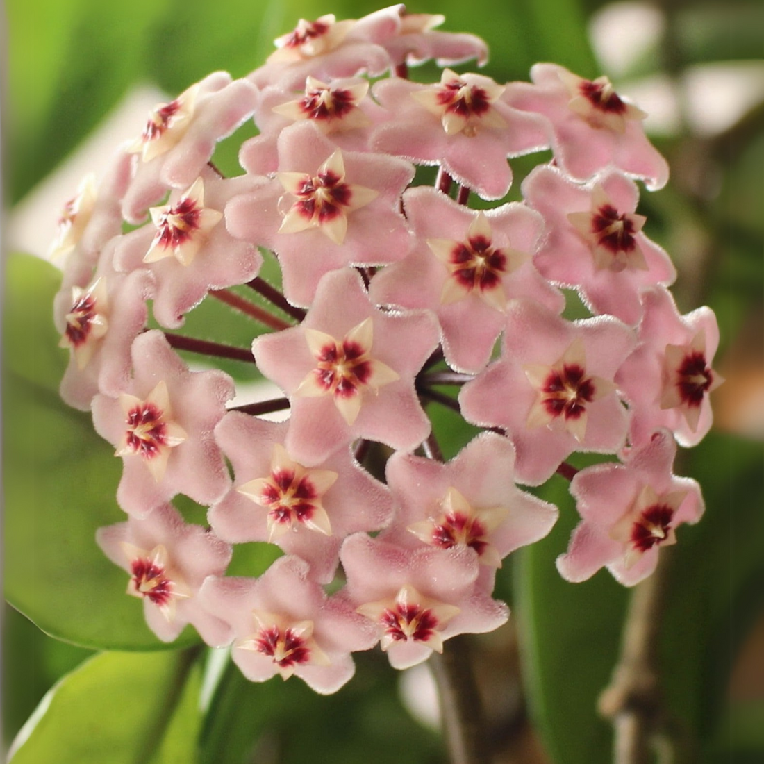 Hoya Carnosa Pink