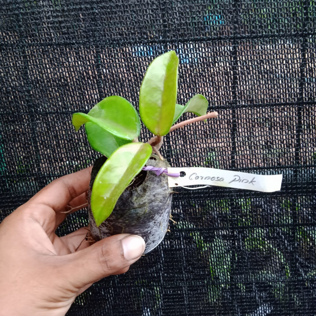 Hoya Carnosa Pink