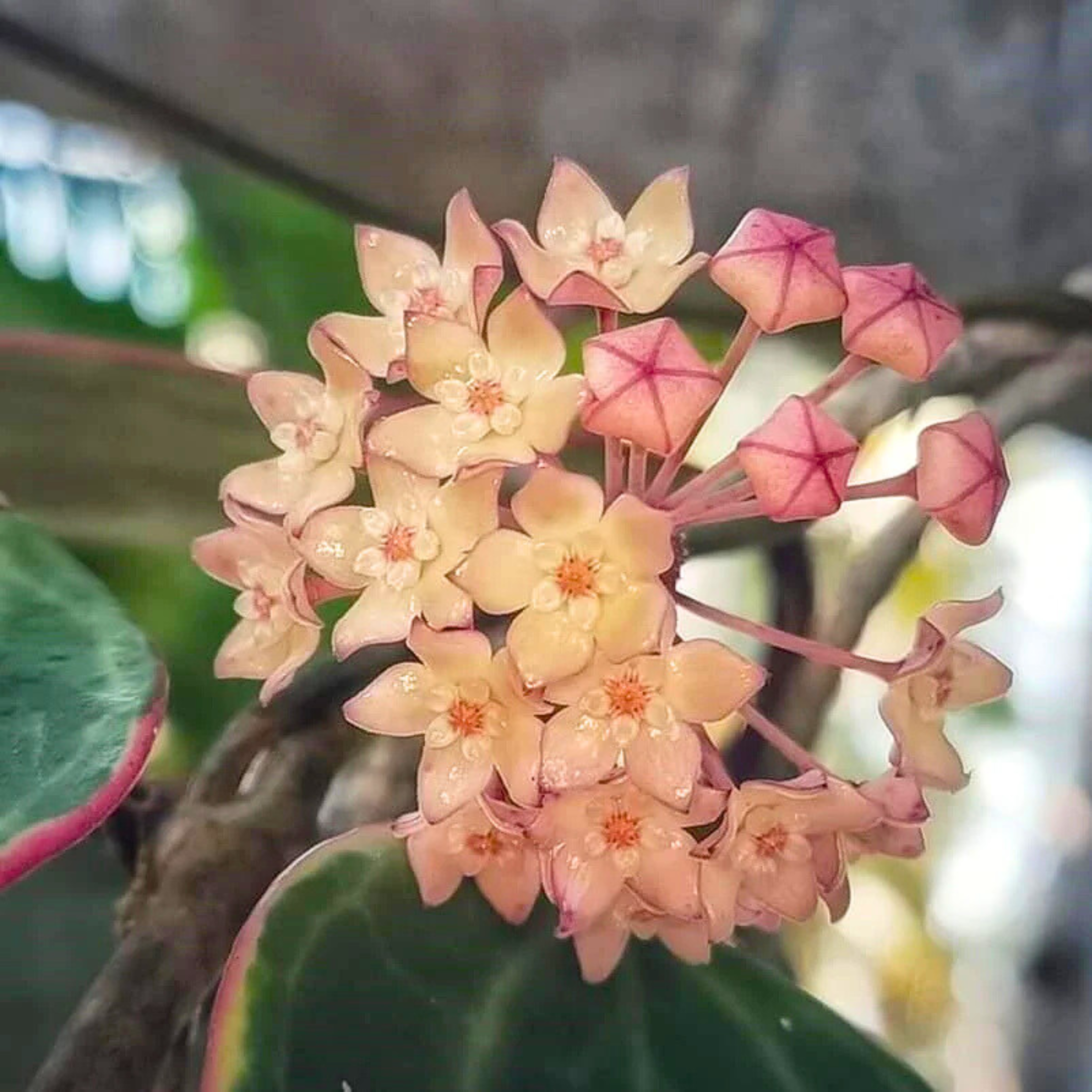 Hoya Macrophylla Albomarginata