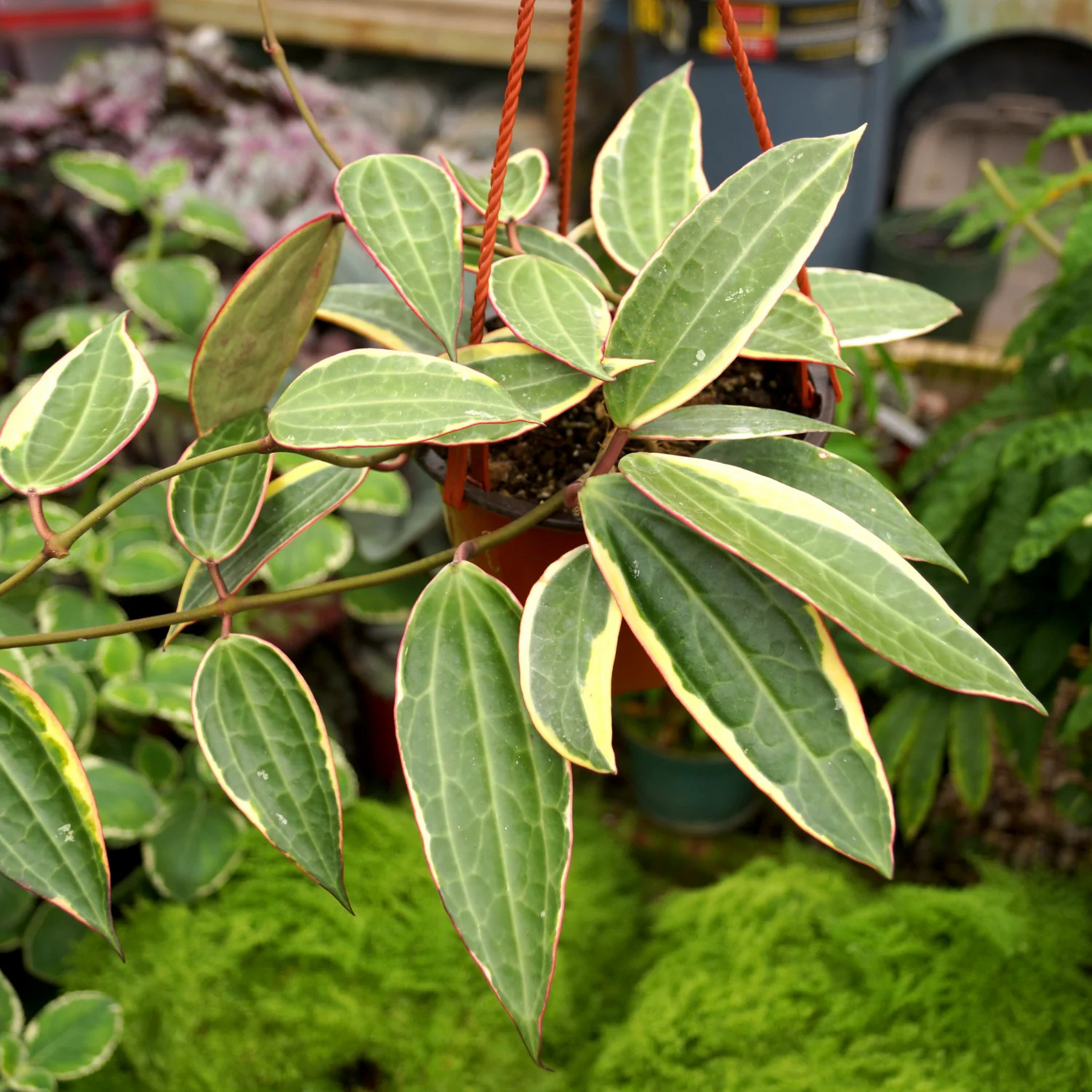 Hoya Macrophylla Albomarginata