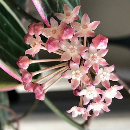 Hoya Macrophylla Albomarginata