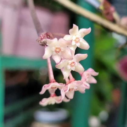 Hoya Macrophylla Albomarginata