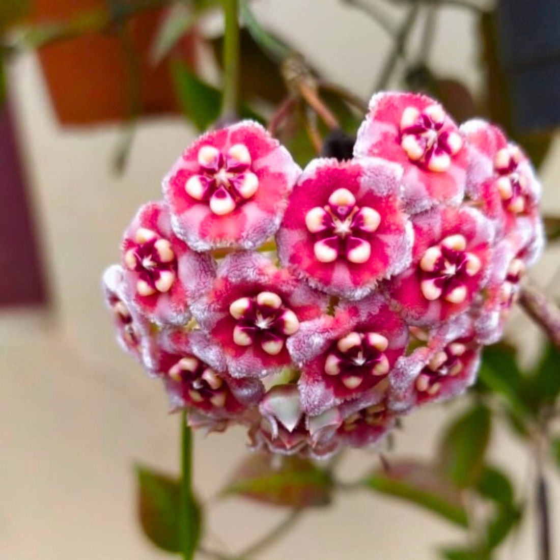 Hoya Meliflua