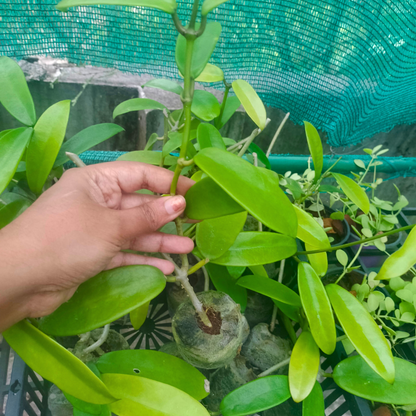 Hoya Meliflua