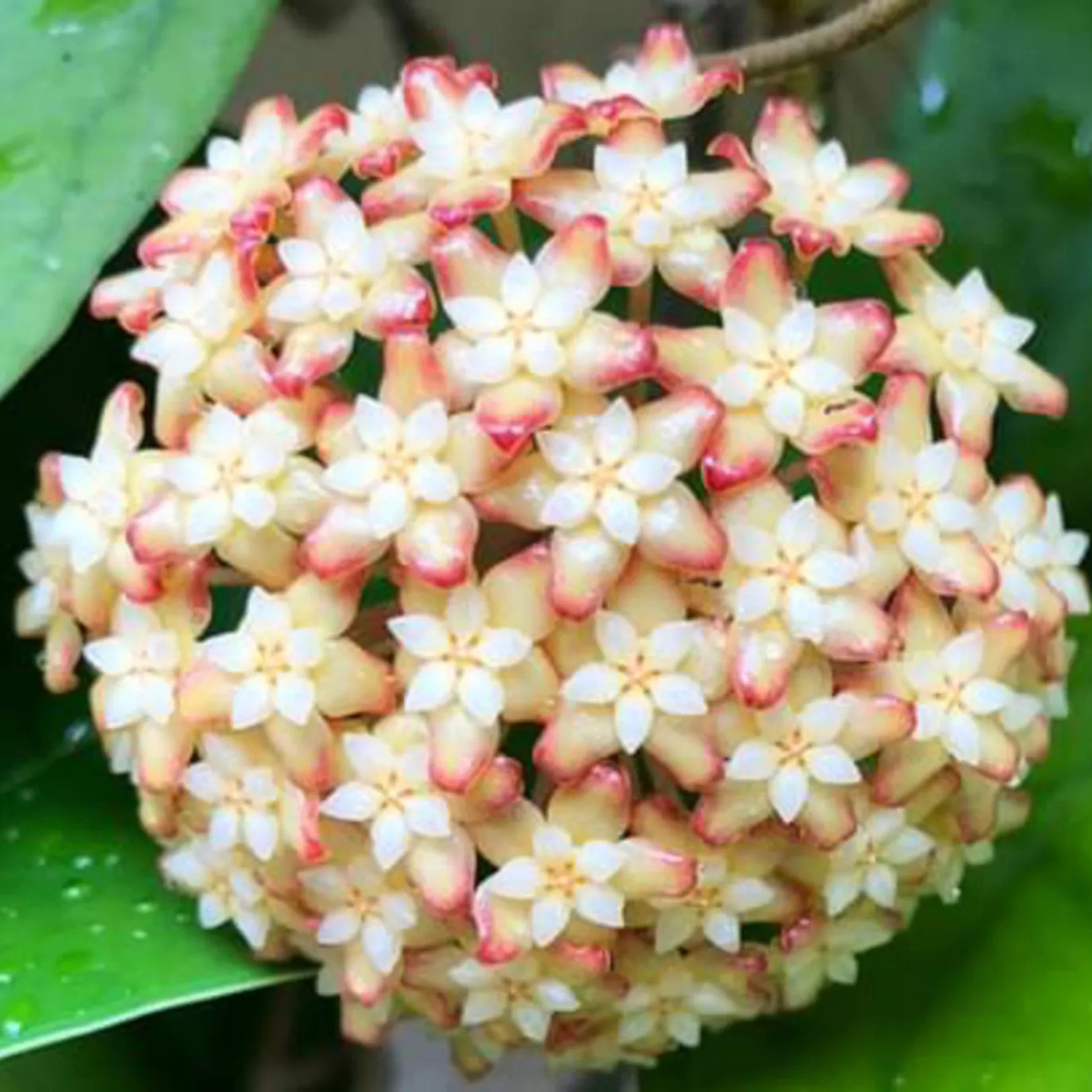 Hoya Viola