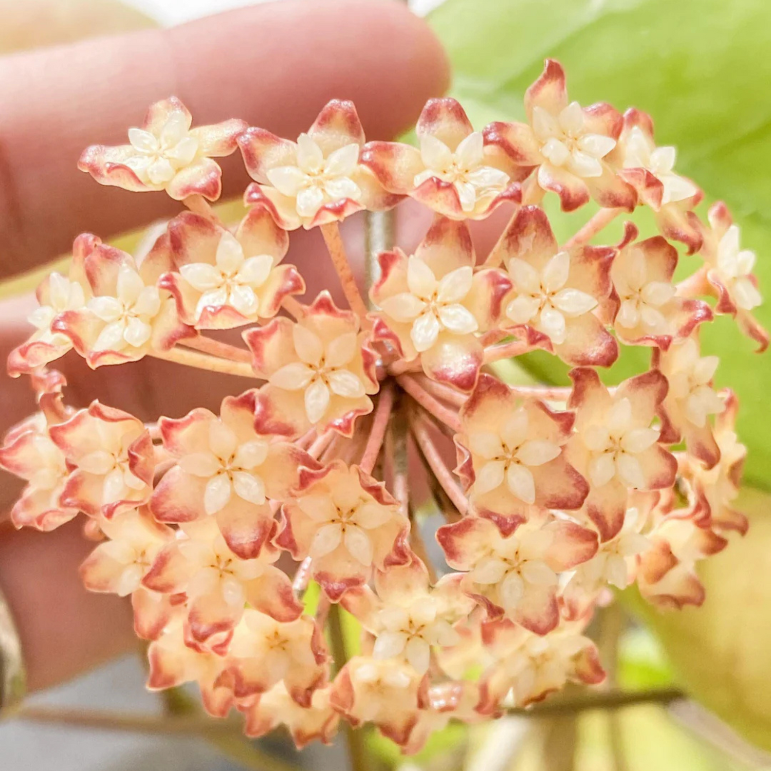 Hoya Viola